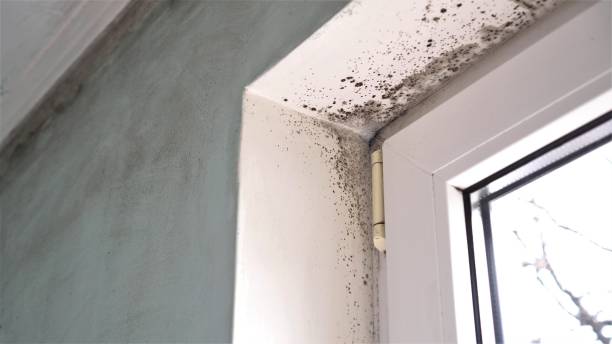 Best Local Mold Removal Service  in Stroud, OK