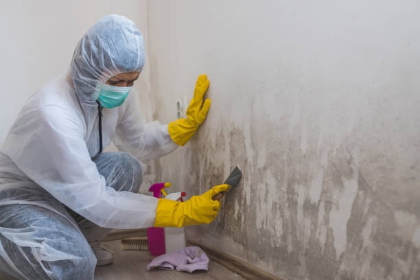 Best Home Mold Removal  in Stroud, OK