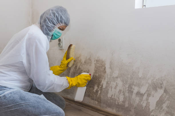 Best Office Mold Removal Services  in Stroud, OK