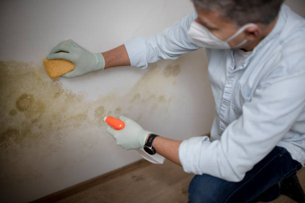 Mold Removal and Inspection in Stroud, OK