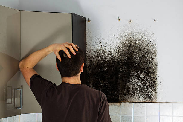 Professional Mold Removal in Stroud, OK