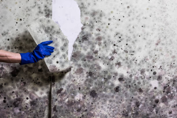Best Affordable Mold Removal  in Stroud, OK